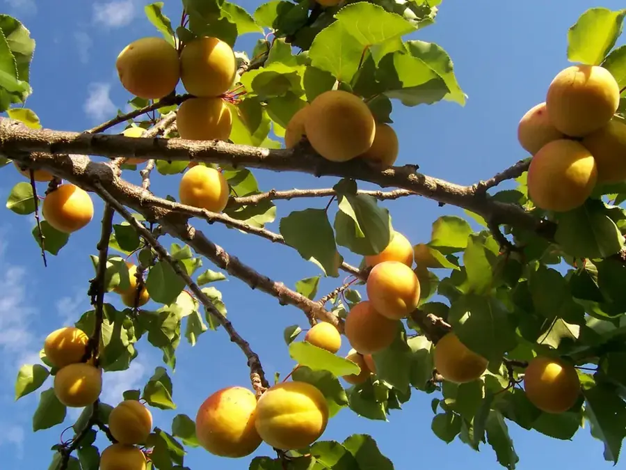 Plantațiile de caise din Malatya — Malatya (Turcia)