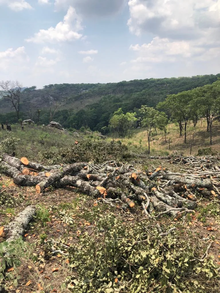 Dzalanyama Forest Reserve