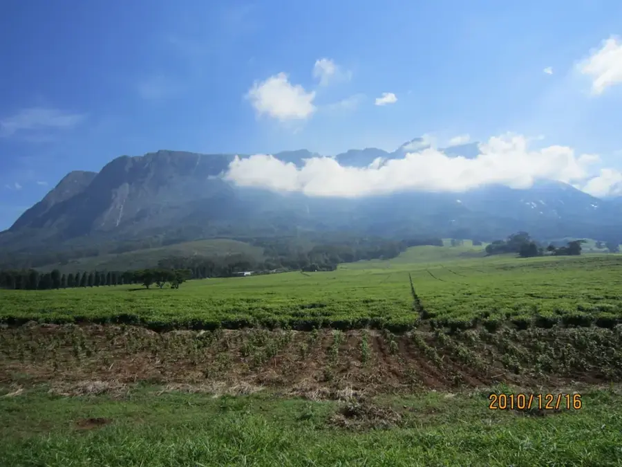 Lujeri Tea Estate — Phalombe Boma (Malawi)