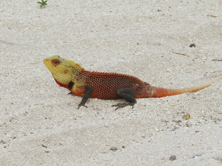 Goidhoo Wetland Area — Rasdhoo (Maldives)