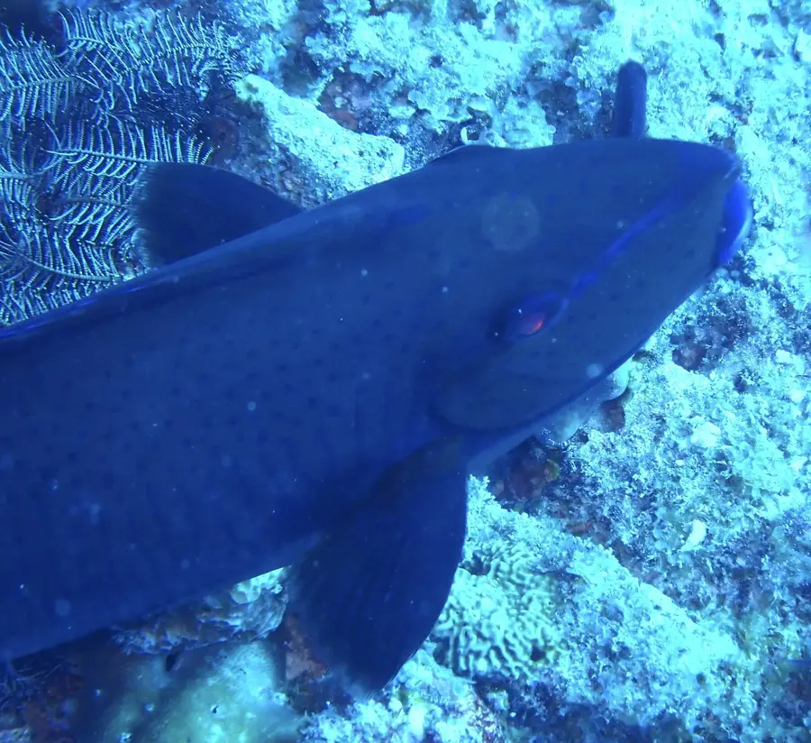 Maaya Thila Marine Site — Rasdhoo (Maldives)