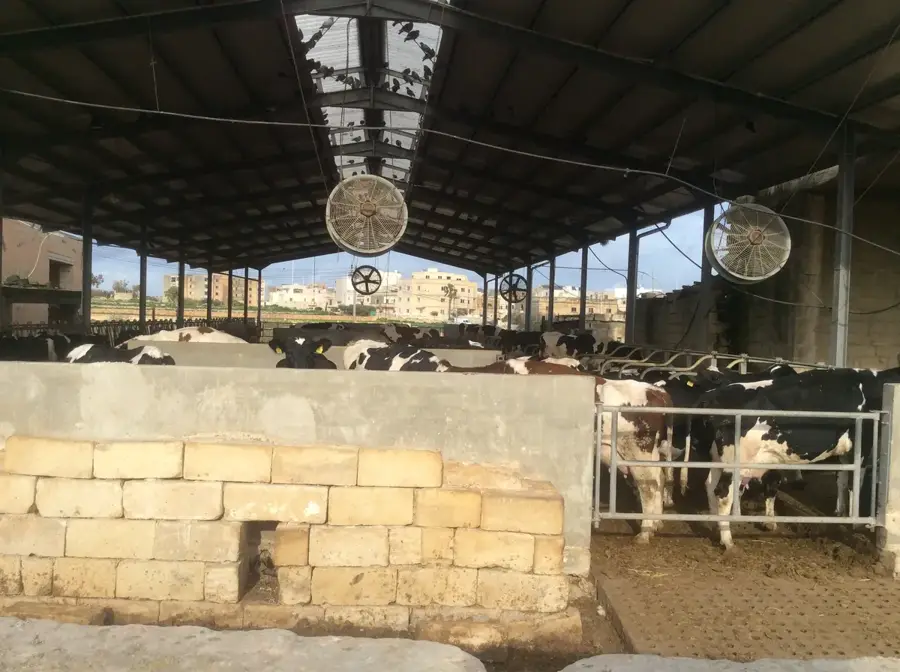Il-Għaxaq-gerinc