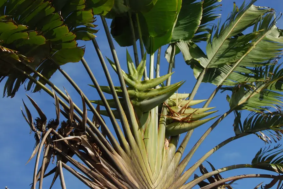 Canalul Manakara — Vangaindrano (Madagascar)
