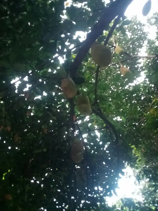 Mananara Avaratra — Rafinăria Ambatovy (Madagascar)