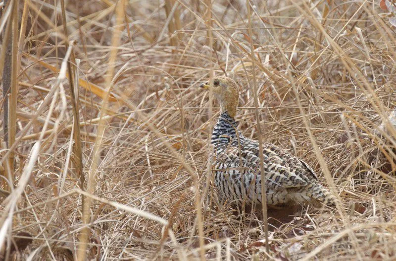 Manda Forest (Chad)
