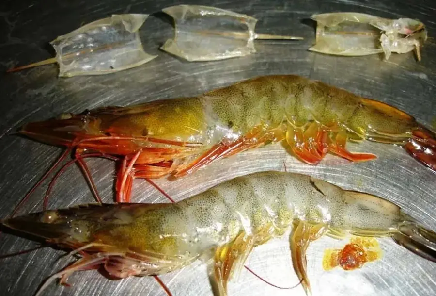 Mangrovenwälder von Tumbes — Huaquillas (Ecuador)