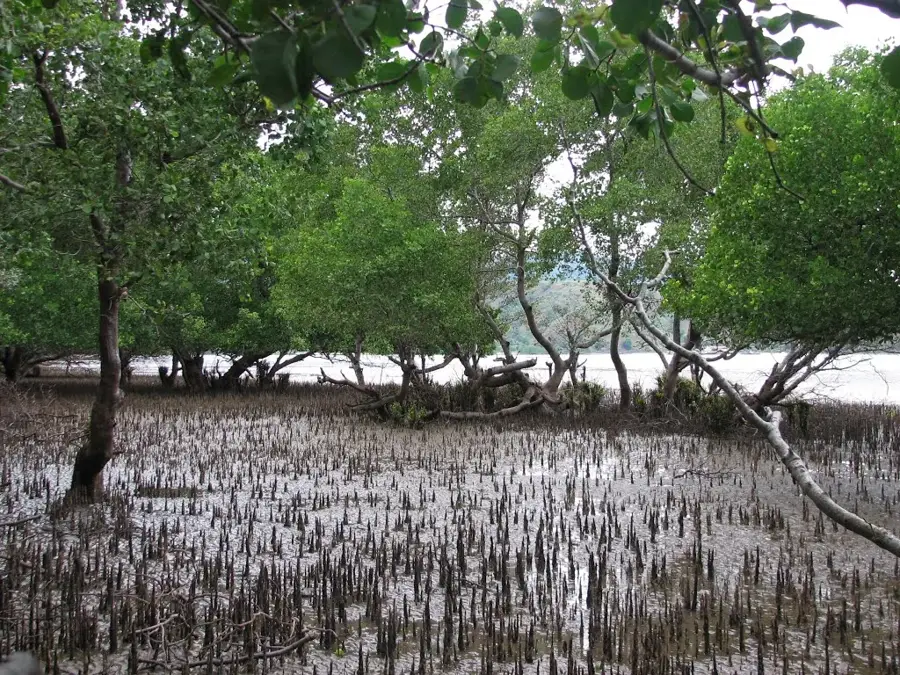 Pădurea de Mangrove — Insula Mateba (Congo - Kinshasa)