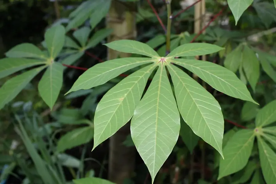 Evinayong Cassava Fields — Monte Mitra (Equatorial Guinea)