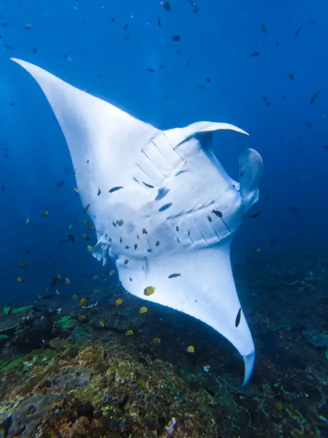 Punctul Manta (Lankanfinolhu) — Reciful HP (Maldive)