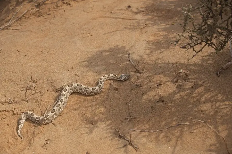 Dampftraktor Martin Luther — Namib-Wüste (Namibia)
