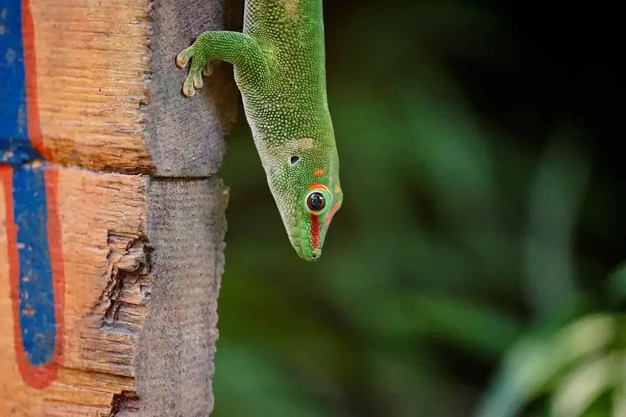 Masoala Rainforest