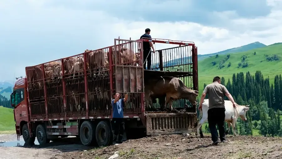 Logistica animalelor Massakory — Hadjer-el-Hamis (Ciad)