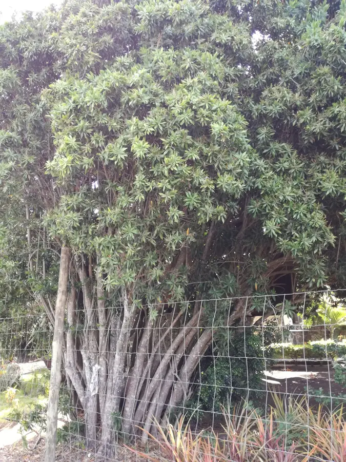 Petit Raffray — Industriezone Triolet (Mauritius)