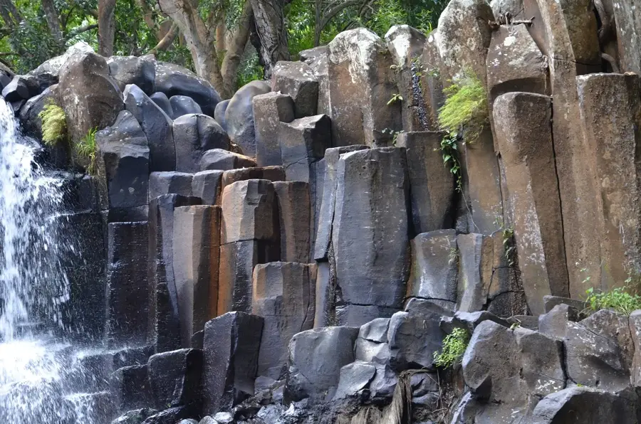 Surinam — Pădurea Macchabée (Mauritius)