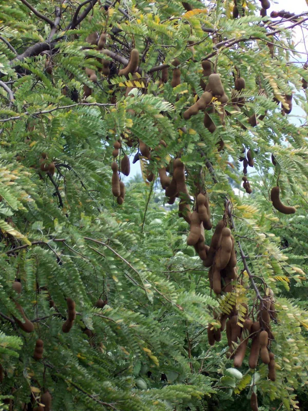 Tamarin — Gros Cailloux Leisure Park (Mauritius)