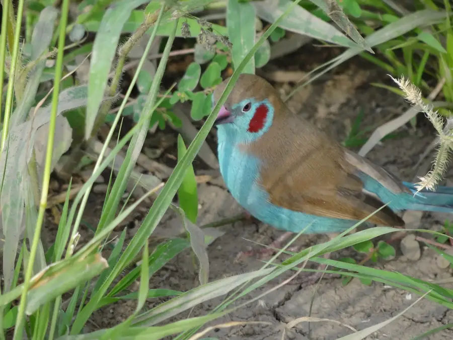 Meki — Shambu (Äthiopien)