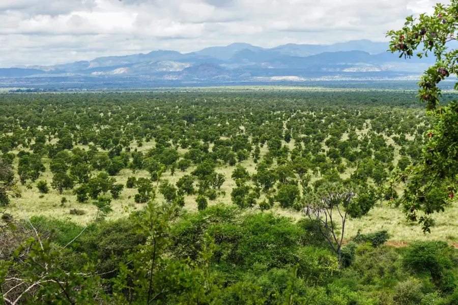 Meru Nemzeti Park — Chuka (Kenya)