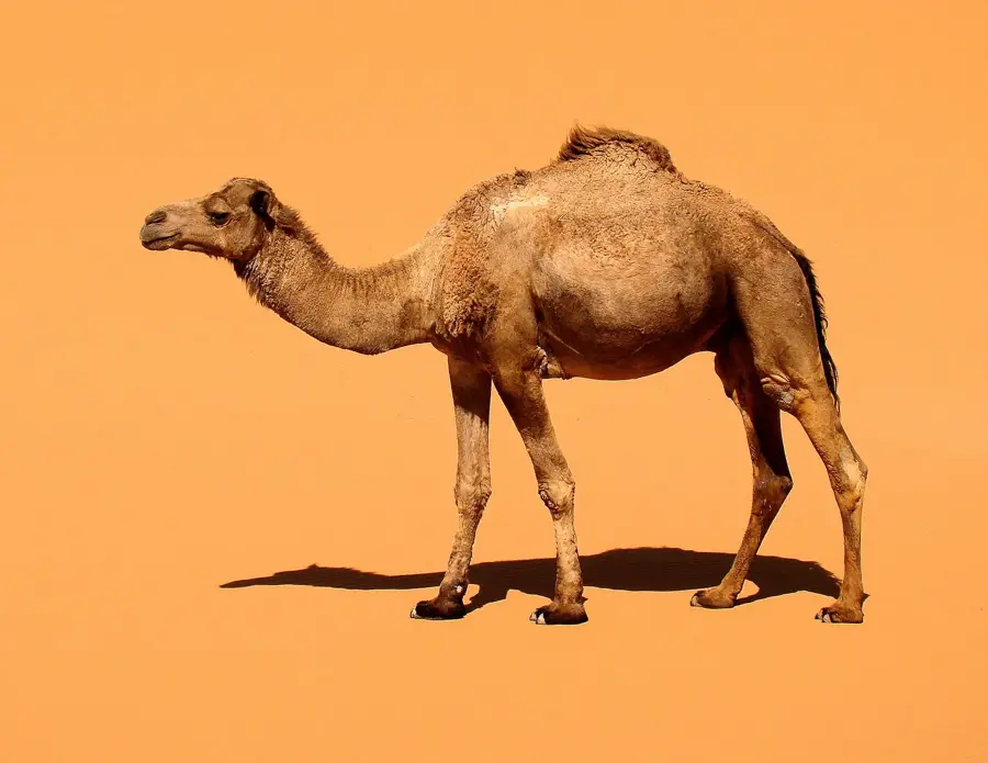 Dünen von Merzouga — Sahara (Marokko)