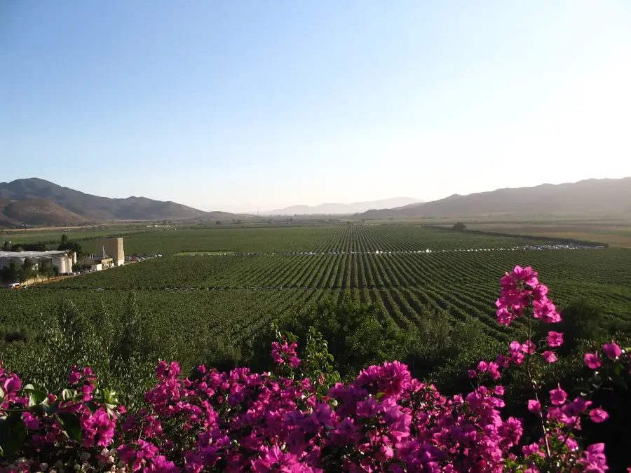 Valle de Guadalupe — Valea Guadalupe (Mexic)