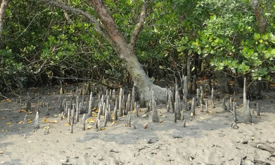 Kosrae Mangrove Reserve — Wiya Bird Cave (Micronesia)