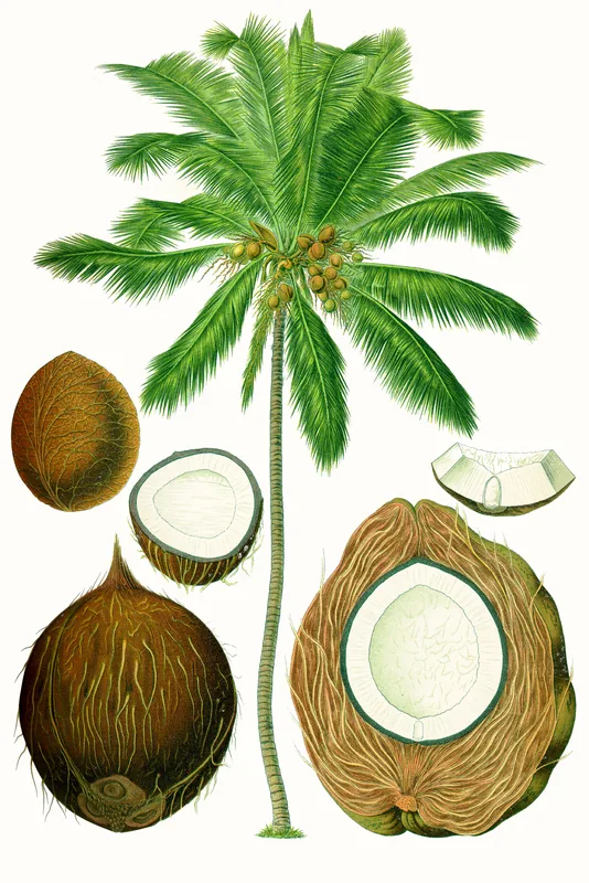 Coconut Processing Plant — Japanese Radio Station (Micronesia)