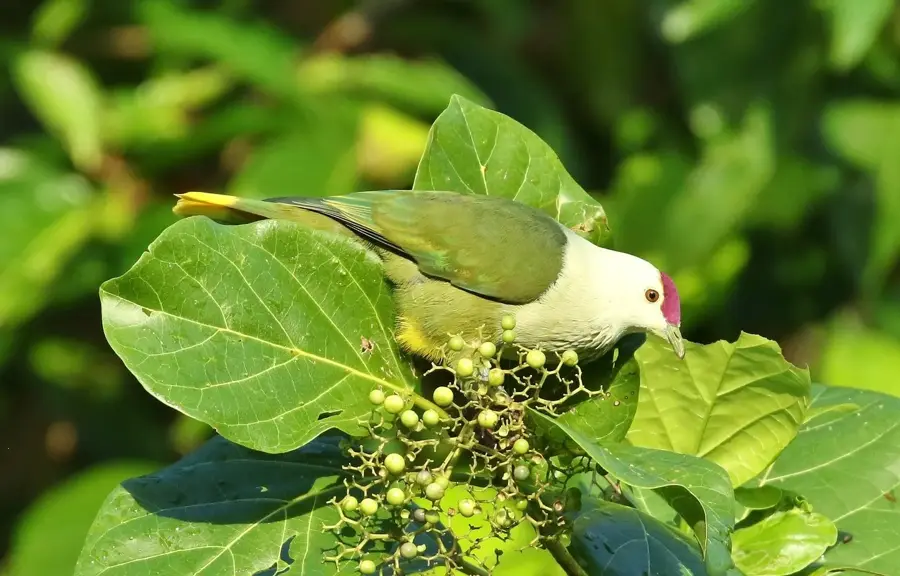 Wiya Bird Cave