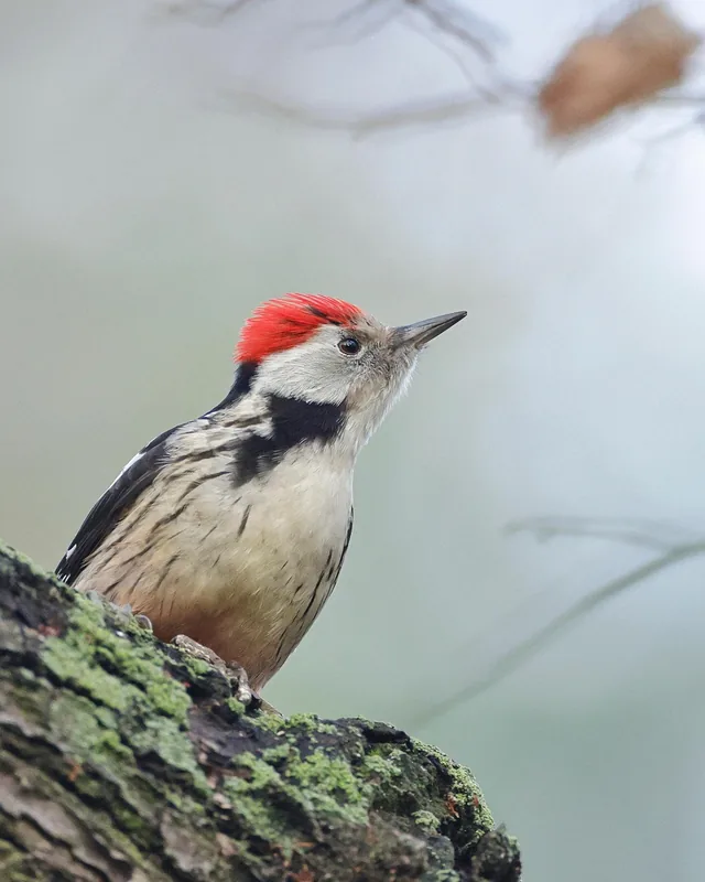 Middle Cay Bird Sanctuary — Appleton Estate (Jamaica)