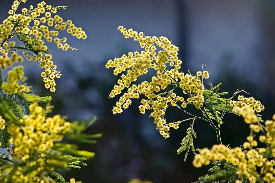 Mimosa Platinmine