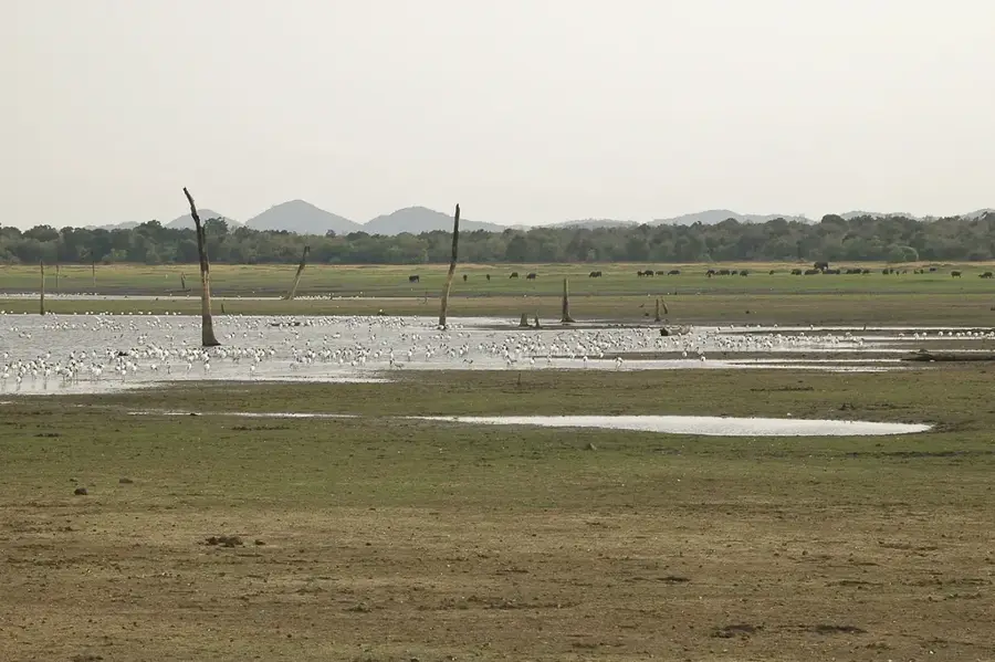 Parcul Național Minneriya — Mullaitivu (Sri Lanka)