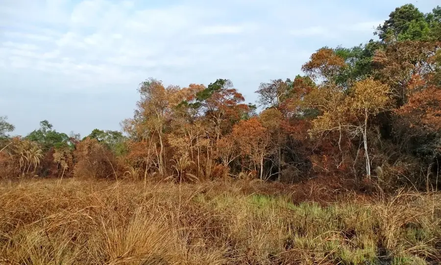 Minziro-Wald — Igunga (Tansania)