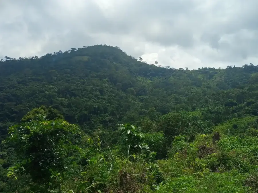 Missahoé Wald — Kloto-Wald (Togo)