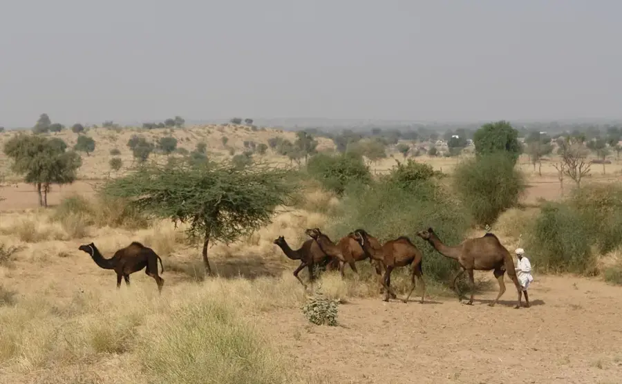 Gobi Kamelzucht — Ongiin-Chiid Ruinen (Mongolei)