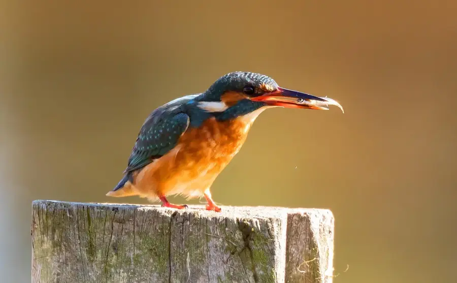 Ikh Nart Naturreservat