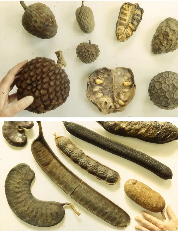 Moa River Elephant Corridor — Blama (Sierra Leone)