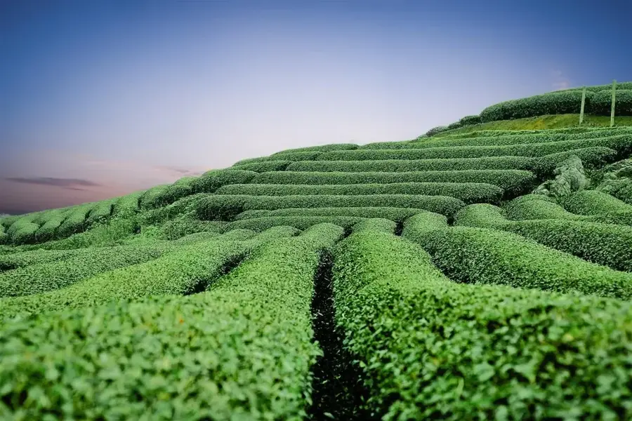 Plantațiile de ceai din Mộc Châu — Sơn La (Vietnam)