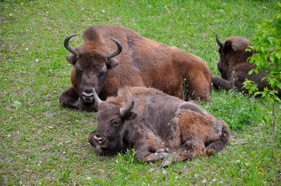 Pădurea Domnească — Lacul Stânca-Costești (România)