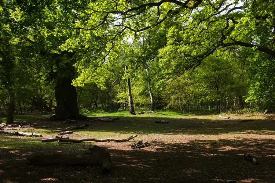 Rezervația Pădurea Domnească — Săveni (România)