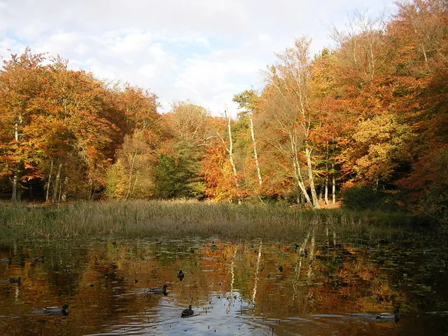 Beech Land Reserve