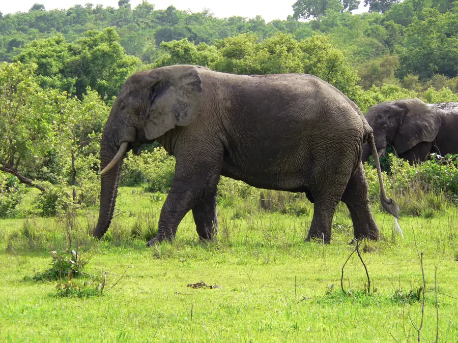 Mole Safari — Volta Basin (Ghana)