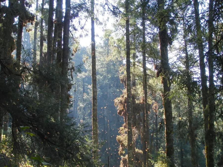Monarch Butterfly Reserve — Pátzcuaro (Mexico)