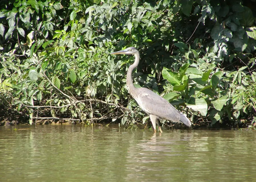 Monkey River Wildlife — Moho River (Belize)