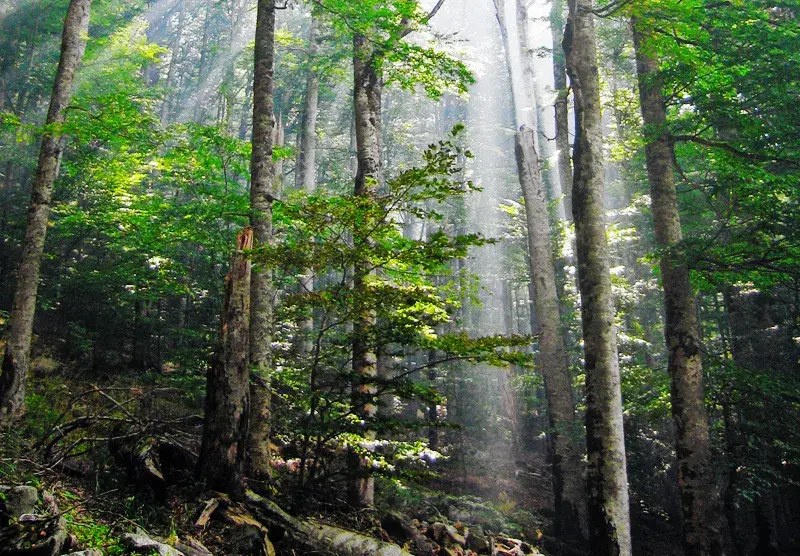 Biogradska Gora — Mojkovac (Montenegro)