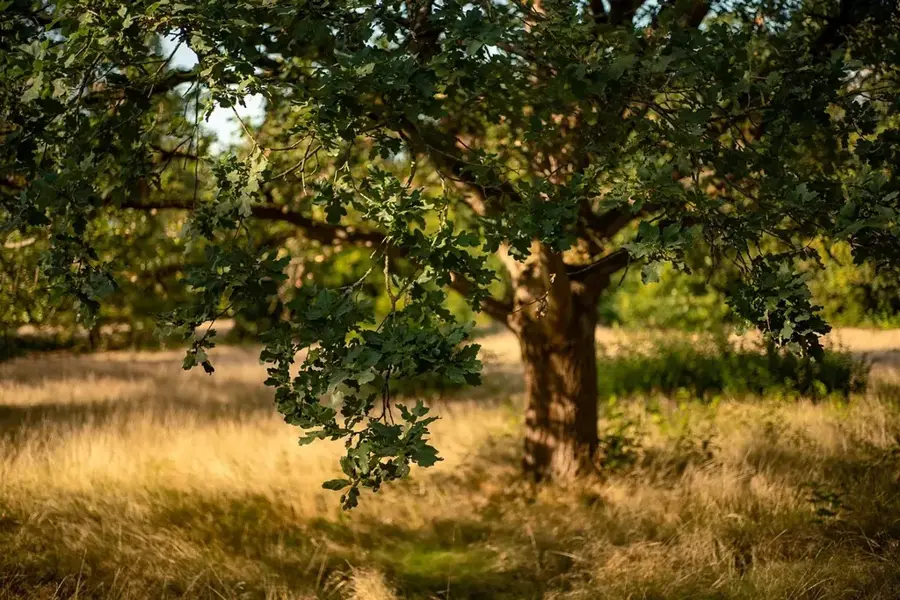 Čičevo Oak Forest — Medun (Montenegro)