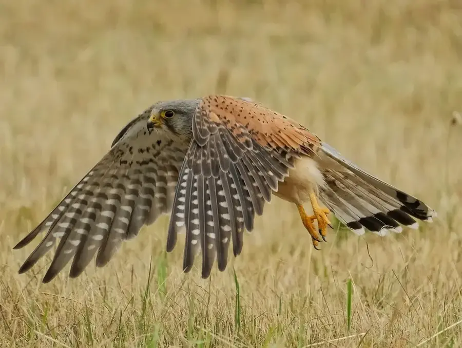 Durmitor Wildlife Habitat — Đurđevića Tara Bridge (Montenegro)