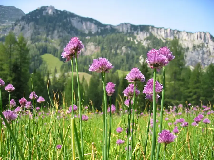 Durmitor Alpine Flora — Bobotov Kuk (Montenegro)