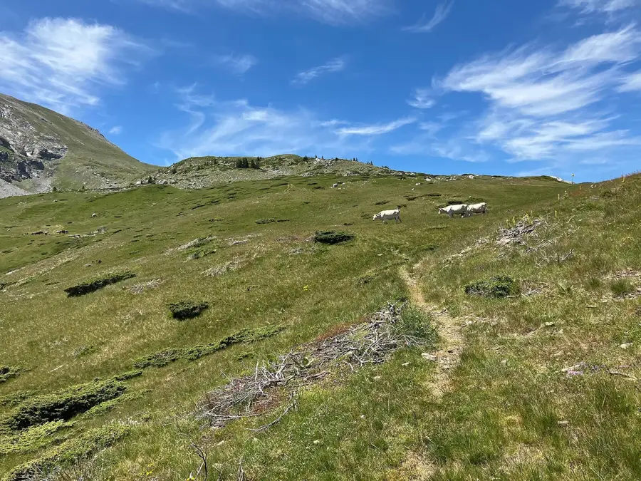 Flora pășunilor alpine Komovi
