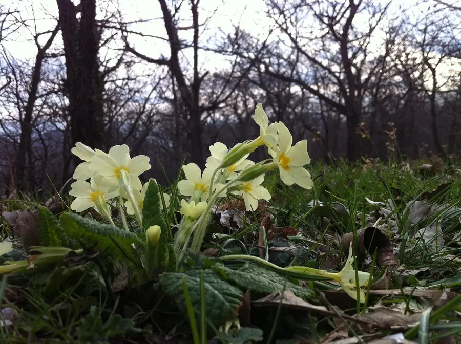 Murići — Shkodrasee (Albanien)