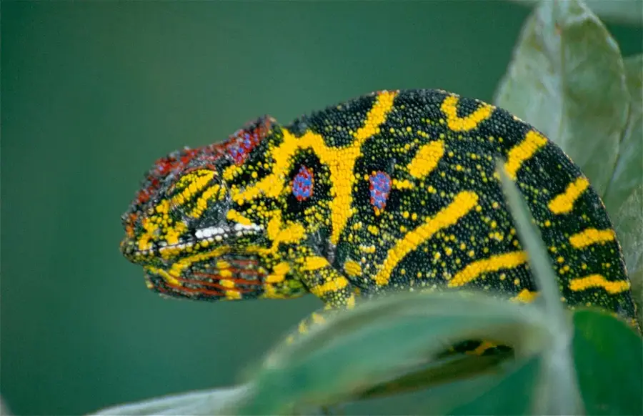 Moramanga — Rafinăria Ambatovy (Madagascar)