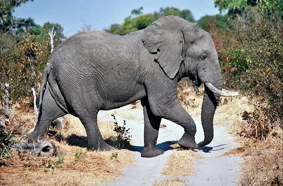 Moremi-Wildreservat — Chobe-Fluss (Botsuana)