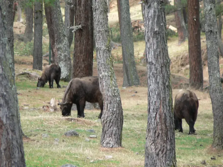 Motithang-Takin-Reservat — Paro (Bhutan)